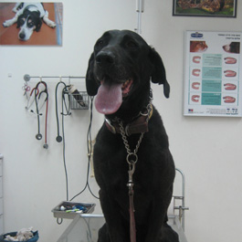 כלב במרפאה ווטרינרית